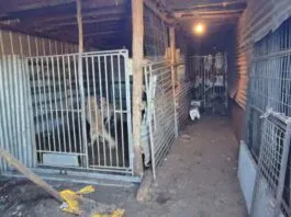 Detienen a sujeto por canil clandestino en las cercanías de Cerro Ñielol