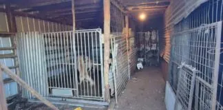 Detienen a sujeto por canil clandestino en las cercanías de Cerro Ñielol