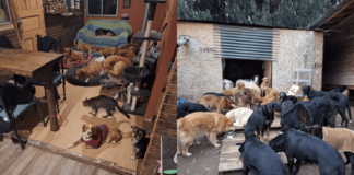 Desolador: Incendio destruye refugio Aperrando el Peral de Puente Alto, dejando 24 animales fallecidos