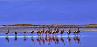 Primer Tribunal Ambiental analizará demanda por daño ambiental en el Salar de Surire