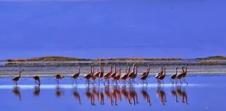 Primer Tribunal Ambiental analizará demanda por daño ambiental en el Salar de Surire