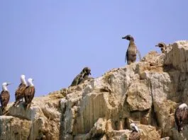 Hacen llamado a prohibir la pesca recreativa en Mejillones y Antofagasta, a causa de malas prácticas que afectan a la fauna de la zona