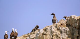 Hacen llamado a prohibir la pesca recreativa en Mejillones y Antofagasta, a causa de malas prácticas que afectan a la fauna de la zona