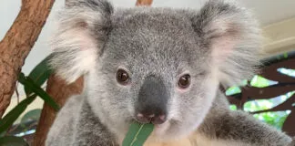 Para evitar estresarlos: Famoso santuario animal de Australia prohíbe abrazar a los koalas