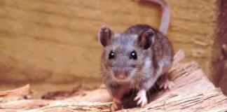 Zoonosis: cómo concientizar a la población sobre una sana relación con los animales