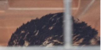 Águila envenenada en Curacavi, sobrevive y vuelve a su hábitat