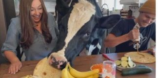 Conoce a Bruce, la vaca experta en desorden, que la rompe en Tik Tok