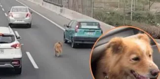 Perrito que fue rescatado en autopista, gracias a la cooperación de los automovilistas, ya se encuentra con su familia