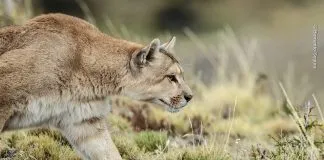 En el día Internacional del Puma: ¿cuáles son los felinos salvajes que viven en Chile y que todos deberíamos conocer?