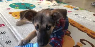 Todos podemos ayudar: Harán venta de empanadas de pino & vegetarianas en pro de perrita que tiene fractura lumbar y requiere cirugía