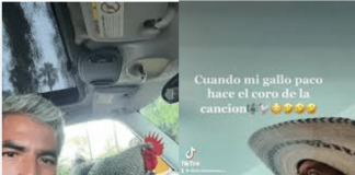Paco, el gallo más fiel del mundo