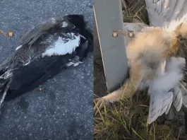 Denuncian atropellos a más de 60 lechuzas en la carretera 5 Sur