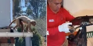 Preocupante: Logran recapturar a mono que se había escapado desde el Zoológico de Quilpué