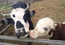 Voto Animalista, una iniciativa que busca compromisos en favor de los animales de cara a las próximas Elecciones