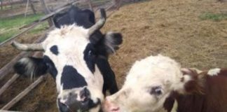 Voto Animalista, una iniciativa que busca compromisos en favor de los animales de cara a las próximas Elecciones