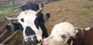 En el Día Mundial de los Animales, hacen un llamado a replantear la relación que tenemos con ellos día a día