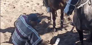 Golpes con botella: denuncian maltrato animal en el rodeo