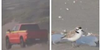 Abogada hace llamado a denunciar los atropellos de aves en playas, cuando se registran conductores que ingresan con sus vehículos a ellas