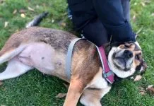 La historia de Cereza, una hermosa perrita con necesidades especiales que busca un hogar y familia responsable