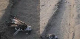 Vecinos interponen recurso de protección por aves atropelladas en Ritoque