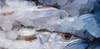 Estudio analizó presencia de parásitos en merluza común y jibia