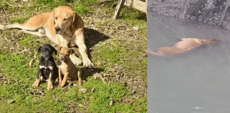 Matan a perro por pasarse a campo vecino en la comuna de Bulnes