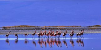 Primer Tribunal realiza visita inspectiva al Salar de Surire por demanda en contra de Quiborax