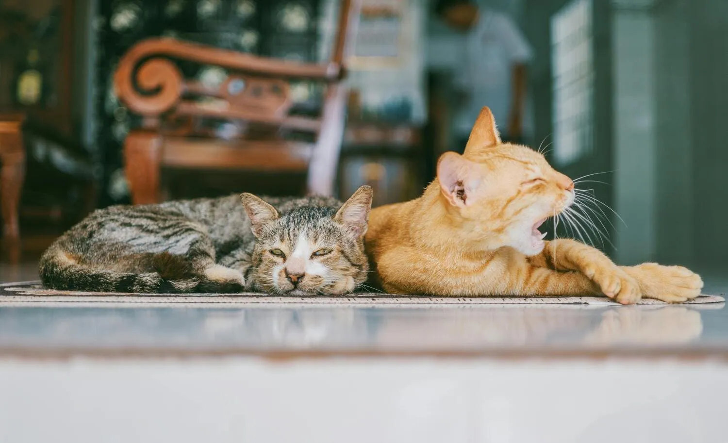 Dermatitis atópica en animales de compañia: ¿cómo cuidarlos en primavera?