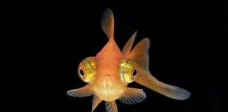 Más del 70% de los chilenos reconoce que los peces y demás animales acuáticos sienten dolor