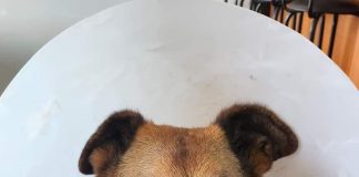 Denuncian que sujeto pateó sin razón a perro en Las Condes, que estaba siendo paseado por su tutora