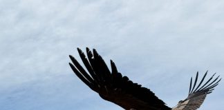 Tres cóndores fueron liberados en la Reserva Likandes en el Cajón del Maipo