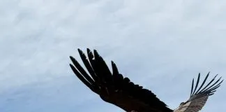 Tres cóndores fueron liberados en la Reserva Likandes en el Cajón del Maipo