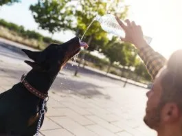 Calor y animales de compañía: recomendaciones para un verano de altas temperaturas