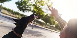 Calor y animales de compañía: recomendaciones para un verano de altas temperaturas