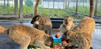 Buenas noticias: Repatrian a Madagascar a casi 1.000 animales en peligro de extinción