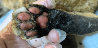 Colmevet llama a considerar la dimensión animal de las emergencia y adelanta llamado a voluntarios