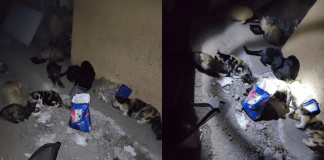 Más de 140 gatos y perros morirán aplastados por la no respuesta de la Municipalidad de Quinta Normal y el SERVIU, denuncian agrupaciones animalistas