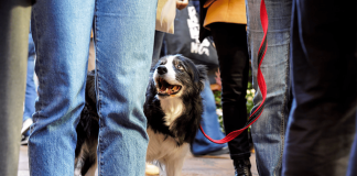 Hacen llamado a no llevar a los animales de compañía en la procesión a Lo Vásquez