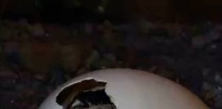 Condorito andino nace en Centro de Rehabilitación de Aves Rapaces