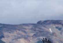 Proyecto Manku libera tres nuevos cóndores andinos en el Parque Nacional Patagonia