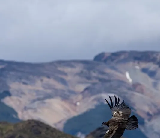 Proyecto Manku libera tres nuevos cóndores andinos en el Parque Nacional Patagonia