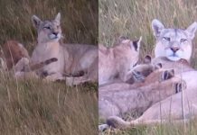 Fallece la Puma más famosa de Torres del Paine