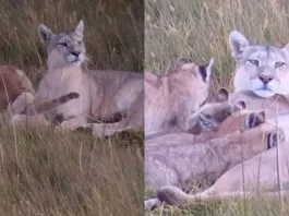 Fallece la Puma más famosa de Torres del Paine