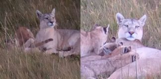 Fallece la Puma más famosa de Torres del Paine