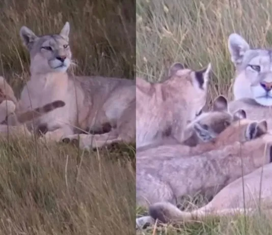 Fallece la Puma más famosa de Torres del Paine