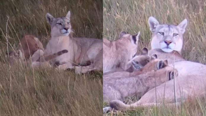 54b86e31955e62473b2e68fdd2e50c4c (1) (1)