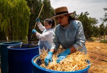 Región de O’Higgins: La Estrella convierte lodos de aguas servidas en fertilizante y reduce impactos ambientales con un piloto de estabilización