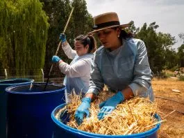 Región de O’Higgins: La Estrella convierte lodos de aguas servidas en fertilizante y reduce impactos ambientales con un piloto de estabilización