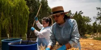 Región de O’Higgins: La Estrella convierte lodos de aguas servidas en fertilizante y reduce impactos ambientales con un piloto de estabilización