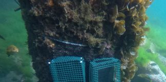 Instalan tecnología de monitoreo marino en Juan Fernández para proteger su biodiversidad